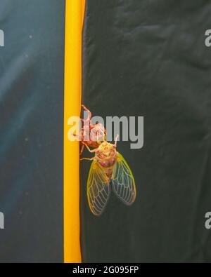 Cicada-Metamorphose. Die letzte Mauser verwandelt sich in ein ausgewachsenes Insekt. Stockfoto