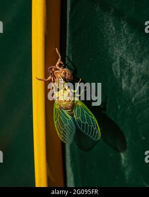 Cicada-Metamorphose. Die letzte Mauser verwandelt sich in ein ausgewachsenes Insekt. Stockfoto