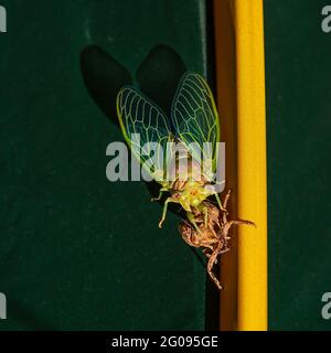 Cicada-Metamorphose. Die letzte Mauser verwandelt sich in ein ausgewachsenes Insekt. Stockfoto