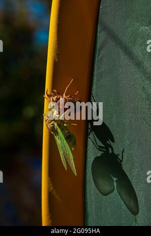 Cicada-Metamorphose. Die letzte Mauser verwandelt sich in ein ausgewachsenes Insekt. Stockfoto