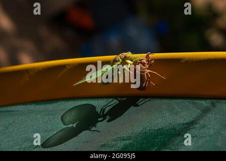 Cicada-Metamorphose. Die letzte Mauser verwandelt sich in ein ausgewachsenes Insekt. Stockfoto