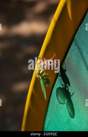 Cicada-Metamorphose. Die letzte Mauser verwandelt sich in ein ausgewachsenes Insekt. Stockfoto