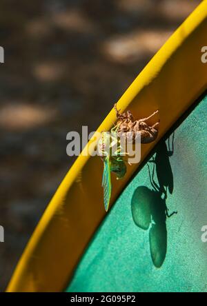 Cicada-Metamorphose. Die letzte Mauser verwandelt sich in ein ausgewachsenes Insekt. Stockfoto