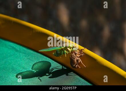 Cicada-Metamorphose. Die letzte Mauser verwandelt sich in ein ausgewachsenes Insekt. Stockfoto