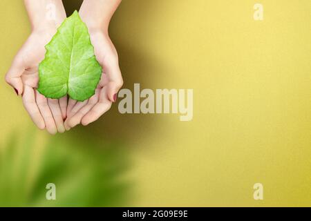 Menschliche Hand, die das grüne Blatt hält. Weltumwelttag Stockfoto