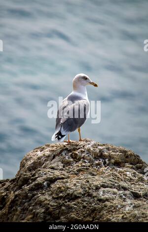 Möwe auf Felsen in der Nähe von Klippen. Meer. Sonniger Herbsttag. Rückansicht. Stockfoto