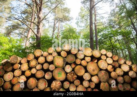 02. Juni 2021, Niedersachsen, Hambühren: Im Landkreis Celle liegen gefällte Bäume in einem Wald. Bundeslandwirtschaftsminister Klöckner (CDU) will auf dem zweiten Nationalen Waldgipfel über den aktuellen Stand und die finanzielle Unterstützung für Waldbesitzer berichten. Foto: Julian Stratenschulte/dpa Stockfoto