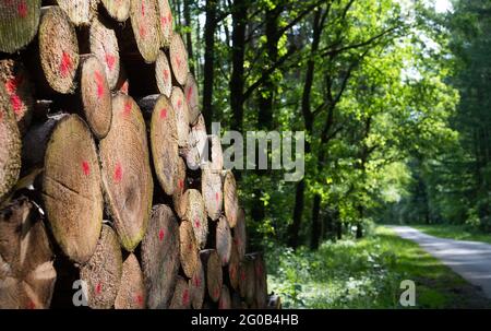 02. Juni 2021, Niedersachsen, Hambühren: Im Landkreis Celle liegen gefällte Bäume in einem Wald. Bundeslandwirtschaftsminister Klöckner (CDU) will auf dem zweiten Nationalen Waldgipfel über den aktuellen Stand und die finanzielle Unterstützung für Waldbesitzer berichten. Foto: Julian Stratenschulte/dpa Stockfoto