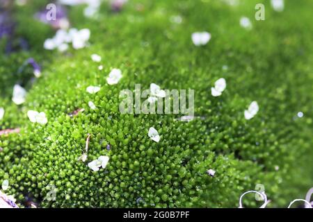 Nahaufnahme von kleinen Heidekraut-Perlwürzeblüten auf grünem Moos Stockfoto