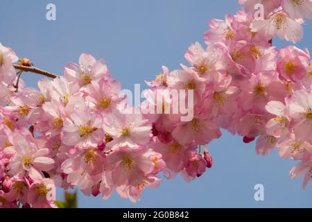 Nahaufnahme des blühenden Astes der Prunus subhirtella-Kirschbaumblüte Stockfoto