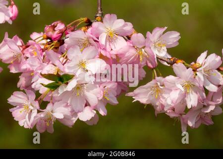 Japanische Kirschblüte Prunus Kirschblüte Rose Rosa Nahblume Stockfoto