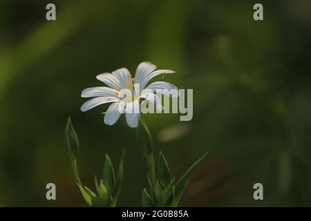 Rabelera holostea, größere Stichkraut. Weiße Blume mit gelben Staubgefäßen im Sonnenlicht auf einem dunkelgrünen Hintergrund im Freien aus der Nähe. Stockfoto