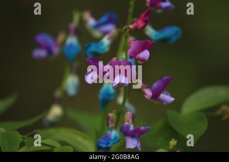 Lathyrus vernus, Frühlingserbsen, Frühlingsvetch. Blaue, violette, rosa Blüten von Lathyrus Vernus auf einem grünen Waldhintergrund im Frühling aus der Nähe. Stockfoto