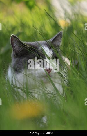 Eine grau rauchige Katze mit einem durchdringenden Blick aus grünen Augen liegt im grünen Gras mit gelbem Dandelion. Porträt einer grauen und weißen Katze mit grünen Augen. Stockfoto