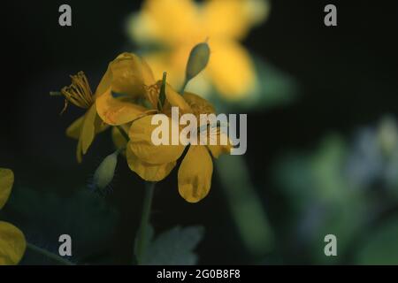 Chelidonium majus, größeres Zölidin, Schwalbenwürze. Gelbe Blüten Celandine Nahaufnahme im Freien auf einem dunkelgrünen Hintergrund. Blühende Celandine Nahaufnahme Stockfoto