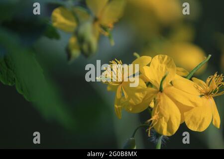 Chelidonium majus, größeres Zölidin, Schwalbenwürze. Gelbe Blüten Celandine Nahaufnahme im Freien auf einem dunkelgrünen Hintergrund. Kopf des blühenden Celandins Stockfoto