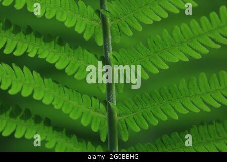 Matteuccia struthiopteris, Fiddle Fern, Straußenfarn, Federockenfarn. Nahaufnahme eines grünen Farnblattes im Sonnenlicht im Freien. Stockfoto