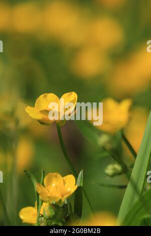 Ranunculus repens, schleichende Butterblume. Gelbe Wildblumen Hintergrund. Goldgelbe Blüten auf einer grünen Wiese im Sonnenlicht. Stockfoto