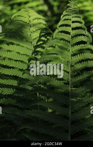 Matteuccia struthiopteris, Fiddle Fern, Straußenfarn, Federockenfarn. Grüne Farnblätter in einem dunklen Wald. Spiel von Licht und Schatten auf grünen Blättern. Stockfoto