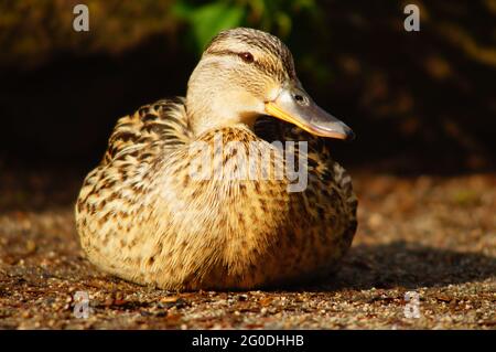 Eine weibliche Stockente sitzt sehr entspannt auf einem Pfad Stockfoto