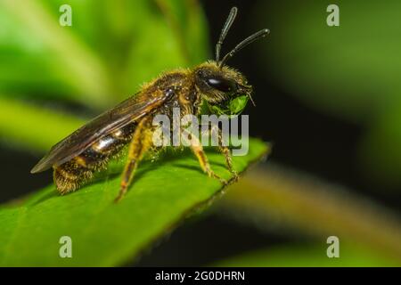 Biene mit einem Wassertropfen im Mund saß auf einem Blatt in der Sonne in einem britischen Garten Stockfoto