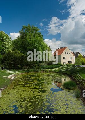 Park mit einem Teich mit grünen Algen darauf Stockfoto