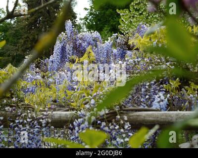Hängende Blumen von einer Kletterpflanze auf einem Holzrahmen Stockfoto