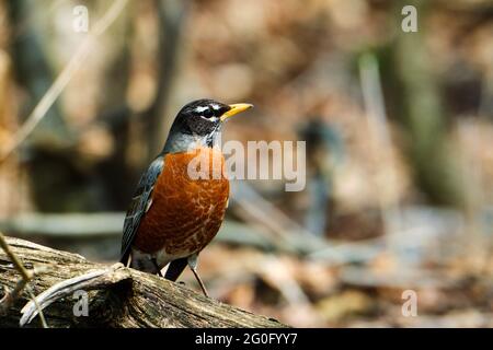 Amerikanischer Rotkehlchen thront auf einem Baumzweig Stockfoto