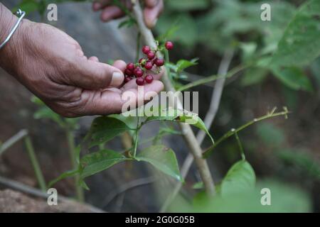 LANJIA SAORA STAMM. Pflanze des indischen Jujubem Ber oder roten Bor. Ziziphus mauritiana. Wird als Medizin in Stammesgebieten von Odisha, Indien, verwendet Stockfoto