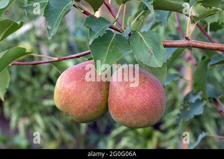 Zwei reife gelb-rosa Birnen hängen in Nahaufnahme auf unscharfem natürlichen Hintergrund am Baumzweig. Sommerernte im Garten. Botanische Postkarte oder Poster. Stockfoto