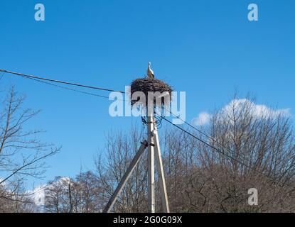 Ein Storch im Nest. Störche kamen im Frühjahr an. Storchennest auf einer Stange. Hochspannungsmast und Vogelnest. Stockfoto