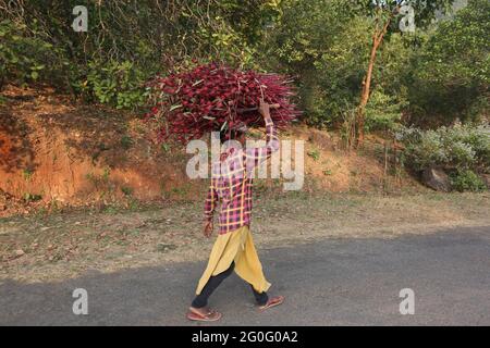 LANJIA SAORA STAMM. Frau, die ein aus dem Wald gesammeltes rotes roselle- oder ambadi-Paket trägt. Hibiscus sabdariffa. Odisha, Indien Stockfoto