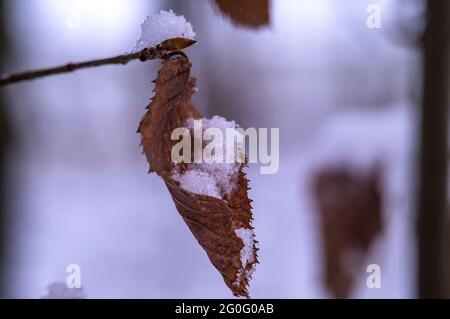 Der erste Schnee im Herbst. Gelbe Blätter im Schnee. Schneeflocken auf den vergilbten Blättern. Stockfoto