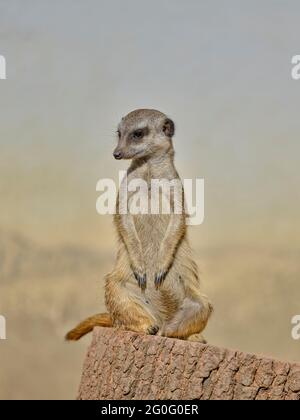Erdmännchen stehen wachsam auf einem Baumstumpf, zeigen neugierigen Ausdruck, aufrechte Haltung und weichen natürlichen Hintergrund der Tierwelt. Stockfoto