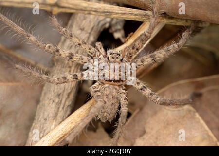 Nahaufnahme von Ground Huntsman Spider, Heteropoda venatoria, Satara, Maharashtra, Indien Stockfoto