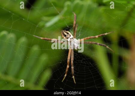 Nahaufnahme der Signature Spider, Argiope melanura, Satara, Maharashtra, Indien Stockfoto