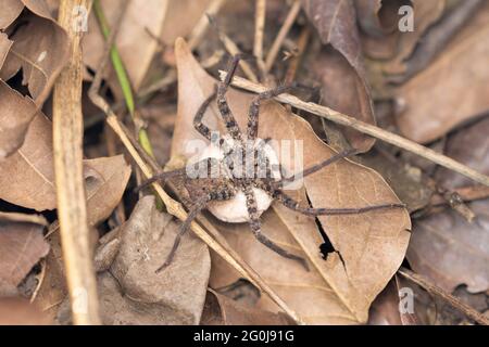 Weibchen, Ground Huntsman Spider mit Eiersack, Heteropoda venatoria, Satara, Maharashtra, Indien Stockfoto