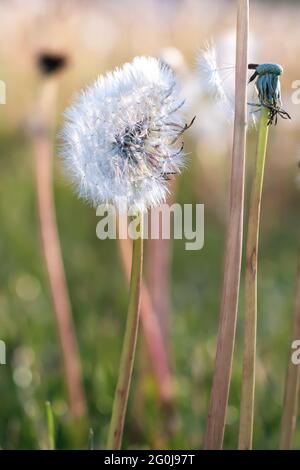 Selektiver Fokus und Nahaufnahme von Dandelion - Taraxacum - ging auf einer grasbewachsenen Wiese zu Samen Stockfoto