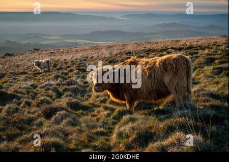 Highland Longhorn Rinder im Morgenlicht, wenn die Sonne am Rippon Tor, Dartmoor, aufgeht Stockfoto