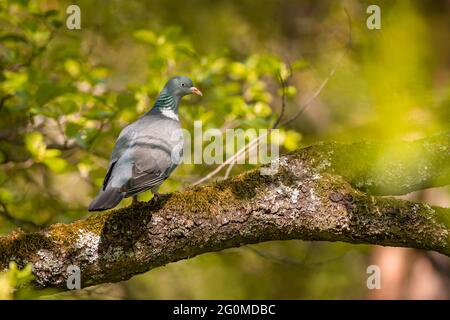 Porträt einer grauen, gemeinen Holztaube, die auf einem braunen Ast steht. Frische grüne Blätter herum. Sonniger Frühlingstag in einem Park. Stockfoto