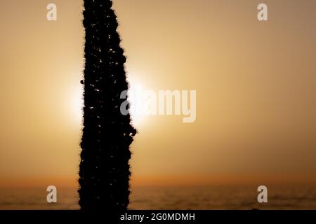 Tajinaste Hintergrundbeleuchtung in Roque de Los Muchachos, La Palma, Kanarische Inseln, Spanien. Stockfoto