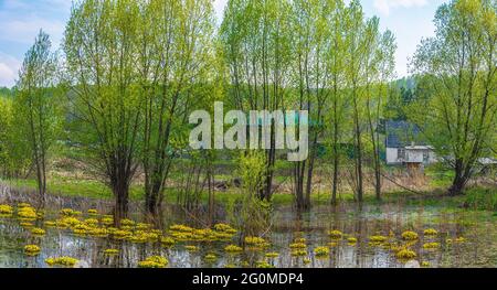 Der kleine Sumpf mit blühender kaluschniza im Dorf werh-Taimenka, Kemerowo-Kusbass Stockfoto