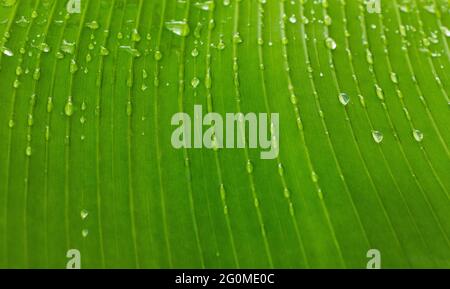 Bananenblatt mit Wassertröpfchen darauf Stockfoto