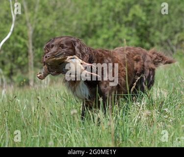 Deutscher langhaariger Zeiger, der Rebhuhn zurückruft Stockfoto