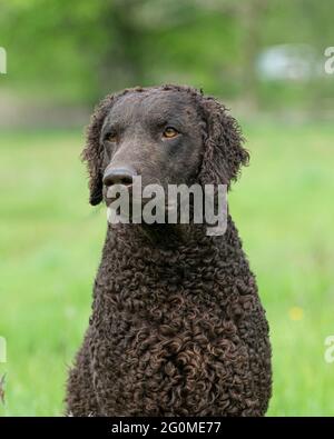 Curly coated Retriever Hund Stockfoto
