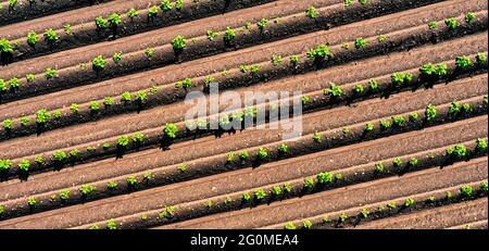 Luftaufnahme des Kartoffelfeldes im Frühjahr mit jungen kleinen grünen Blättern von Kartoffelpflanzen, geometrischen abstrakten Furchen Stockfoto