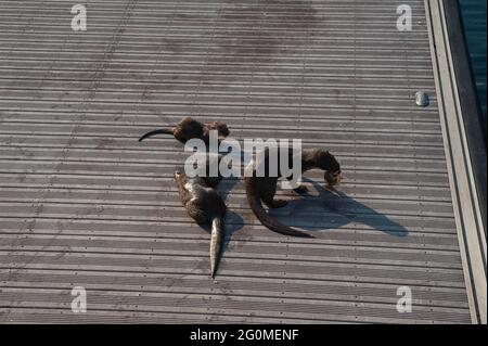 25.05.2021, Singapur, Republik Singapur, Asien - Gruppe von glatt beschichteten Ottern der sogenannten Bishan Otter Family, die rund um Marina Bay ansässig ist. Stockfoto