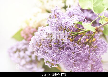 Bouquet von schönen weißen und lila Flieder auf weißem Hintergrund. Draufsicht. Festliche Grußkarte. Frühling oder Sommer floralen Hintergrund. Blühende Blumen Stockfoto