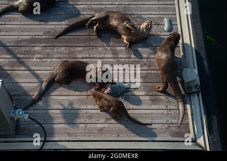 25.05.2021, Singapur, Republik Singapur, Asien - Gruppe von glatt beschichteten Ottern der sogenannten Bishan Otter Family, die rund um Marina Bay ansässig ist. Stockfoto