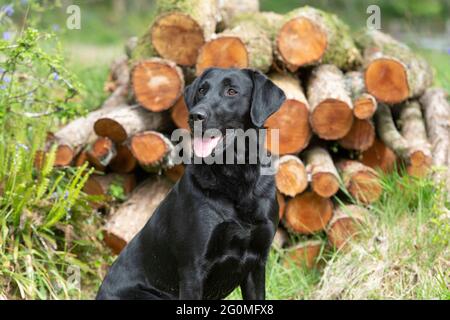Der schwarze labrador Retriever saß vor dem Holzstapel Stockfoto